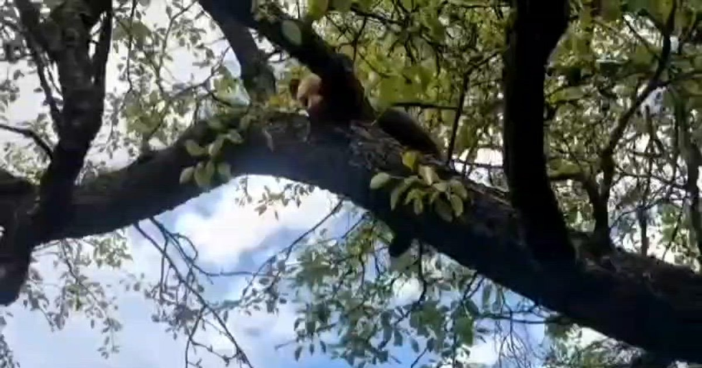 Video A bear cub got stuck in a tree near Sighisoara: risky intervention because of the bear