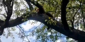 Video A bear cub got stuck in a tree near Sighisoara: risky intervention because of the bear