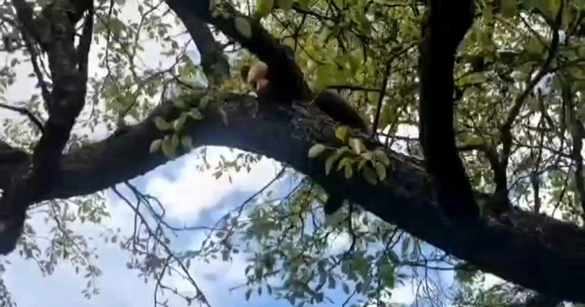 Video A bear cub got stuck in a tree near Sighisoara: risky intervention because of the bear