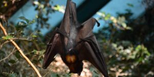 Video The phenomenon that brings bats to big cities. What attracts them to concrete and how we should react: “They don’t get in our hair and they don’t want our blood”