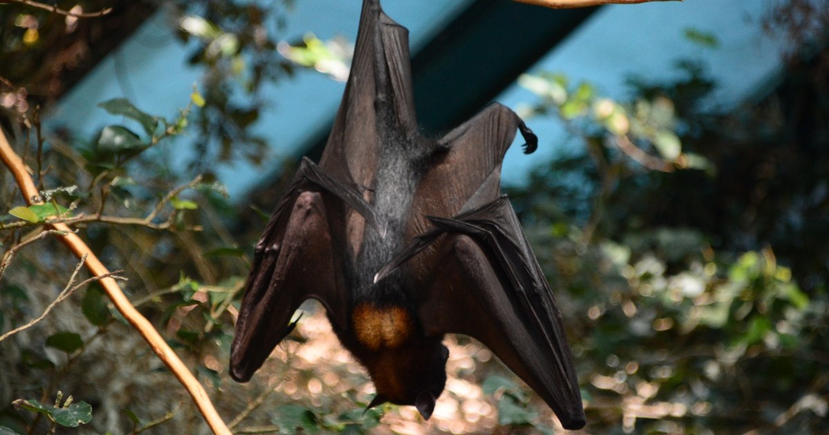 Video The phenomenon that brings bats to big cities. What attracts them to concrete and how we should react: "They don't get in our hair and they don't want our blood"