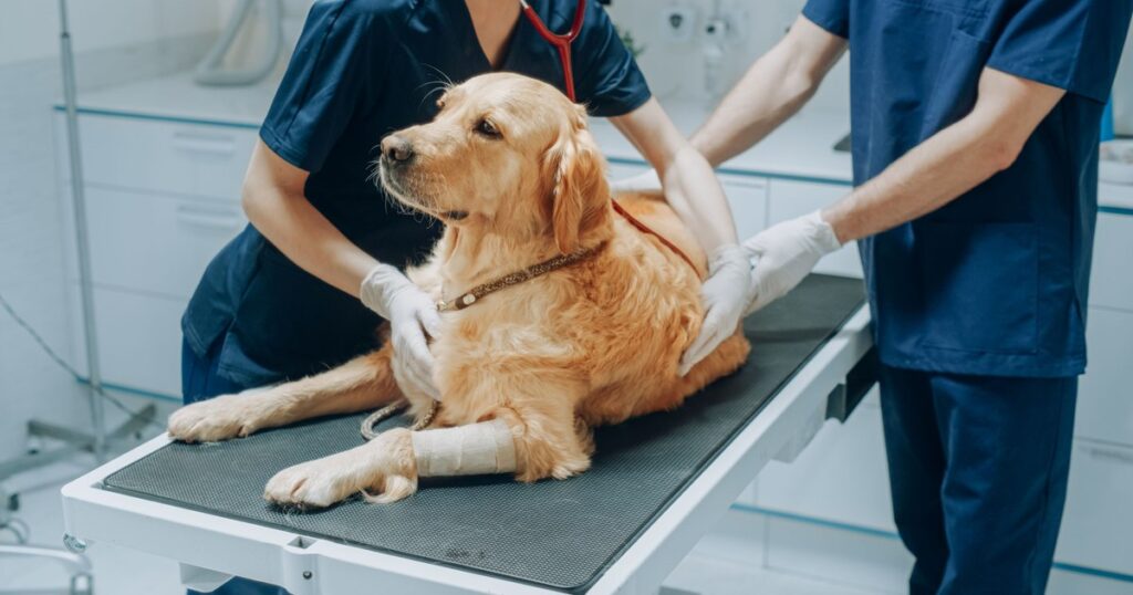 Video The viral message of a Romanian veterinarian about the trauma of the job: "This profession is killing us! We have the tools of our own destruction at hand"