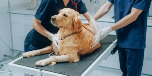 Video The viral message of a Romanian veterinarian about the trauma of the job: “This profession is killing us! We have the tools of our own destruction at hand”
