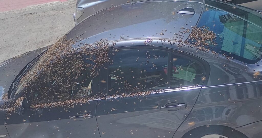 Video Wave of reactions after thousands of bees sat on a car, blocking access to a bank, in Alexandria: "If they shoot BMWs too..."