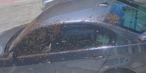 Video Wave of reactions after thousands of bees sat on a car, blocking access to a bank, in Alexandria: “If they shoot BMWs too…”