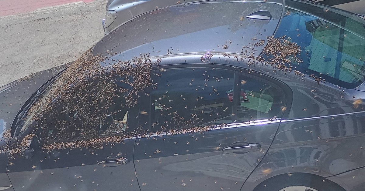 Video Wave of reactions after thousands of bees sat on a car, blocking access to a bank, in Alexandria: "If they shoot BMWs too..."