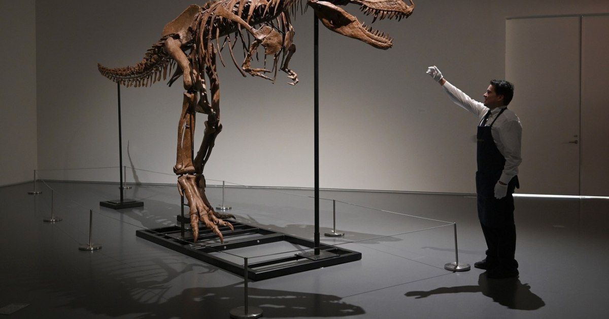 Why did the T-Rex have such small arms? Researchers think they've found the explanation, and it's simpler than you think