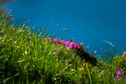 Mountain peonies in Retezat National Park Photo Daniel Morar (19) jpg