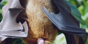 An 11-year-old boy died of rabies after a bat landed on his face. The case, extremely rare, used by doctors as a warning