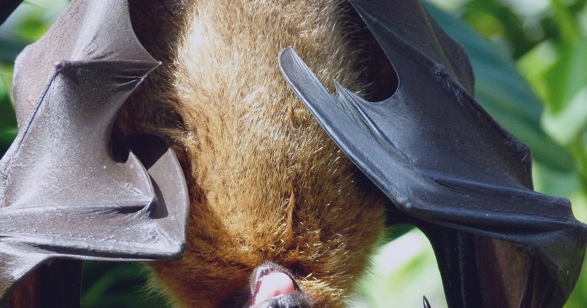 An 11-year-old boy died of rabies after a bat landed on his face. The case, extremely rare, used by doctors as a warning