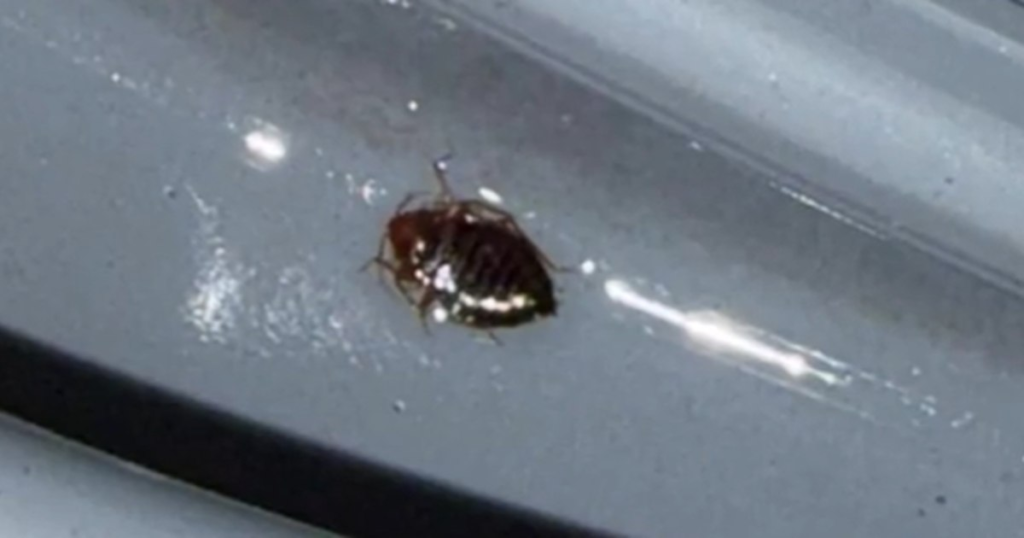 How to avoid bringing bed bugs home from the subway and public transport: prevention guide for commuters