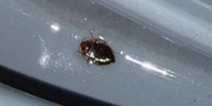 How to avoid bringing bed bugs home from the subway and public transport: prevention guide for commuters