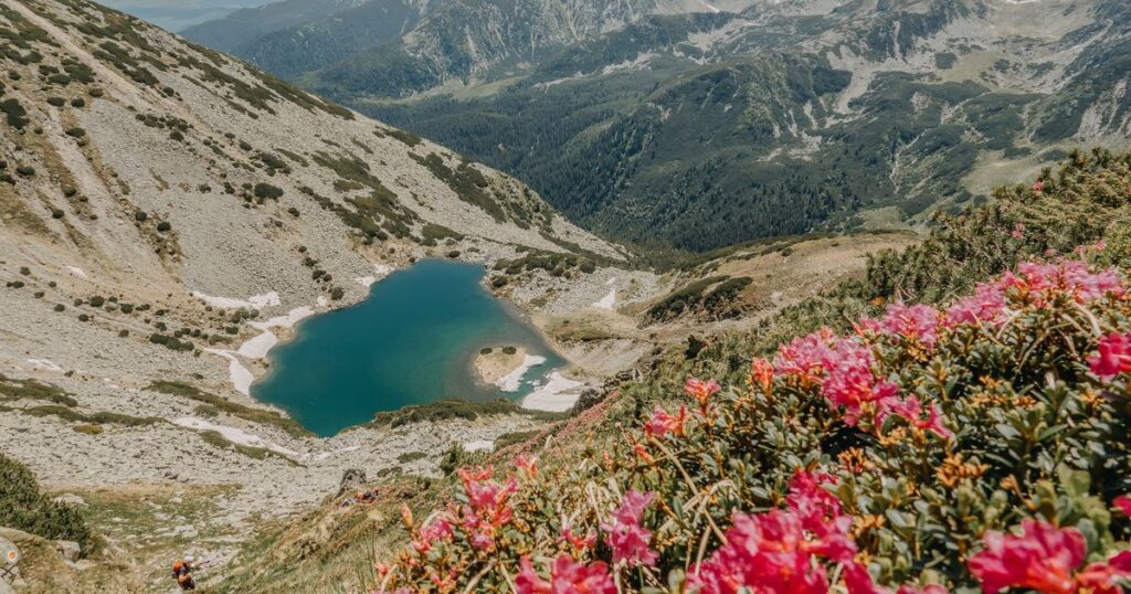 Interview The plant that gives color to the Retezat in June: "The most beautiful landscapes are in the area of ​​glacial lakes"