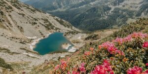 Interview The plant that gives color to the Retezat in June: “The most beautiful landscapes are in the area of ​​glacial lakes”