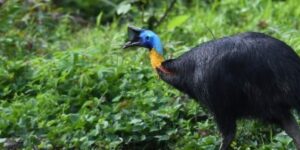 One of the world’s most dangerous birds becomes fluorescent under ultraviolet light