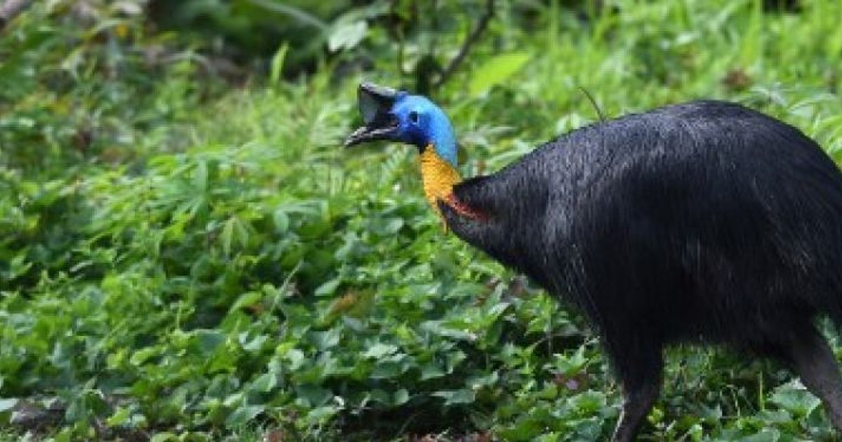 One of the world's most dangerous birds becomes fluorescent under ultraviolet light