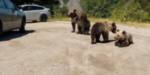 Scandal about bears. Environmental activists accuse Acting Deputy Prime Minister Tanczos Barna of ignoring real solutions