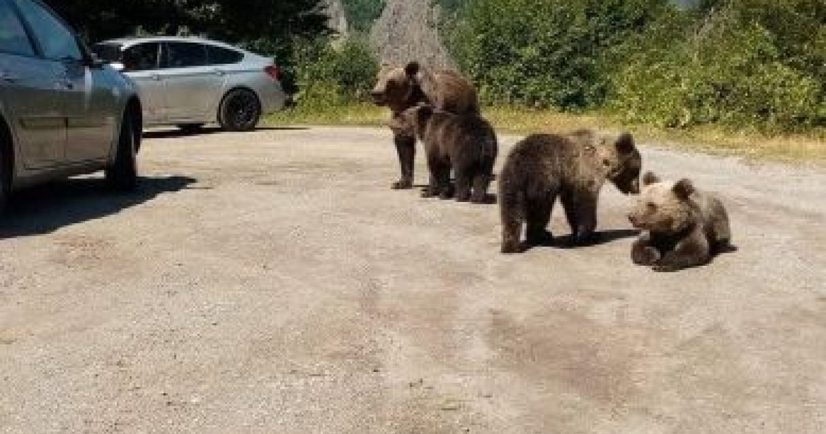 Scandal about bears. Environmental activists accuse Acting Deputy Prime Minister Tanczos Barna of ignoring real solutions