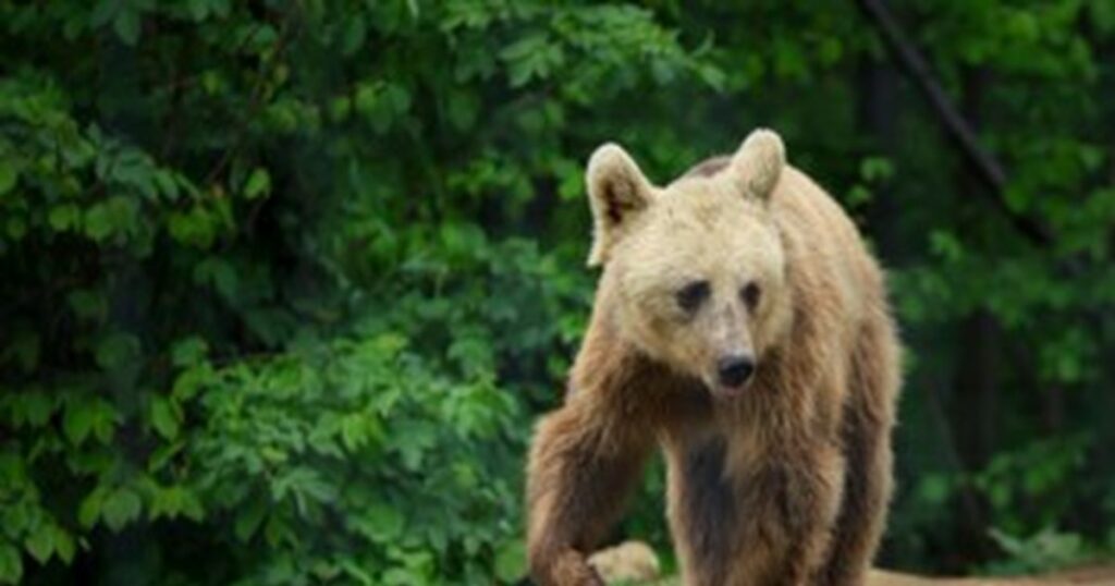The second bear shot in less than a month in the Valea Cetății neighborhood of Brașov
