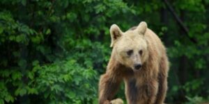 The second bear shot in less than a month in the Valea Cetății neighborhood of Brașov