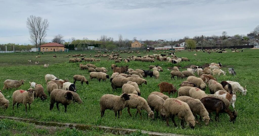 The sheep, desperate after the EU banned Romania's total exports: "100,000 shepherd families live on this"