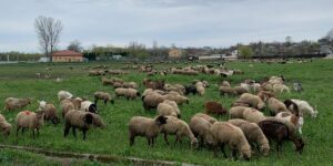 The sheep, desperate after the EU banned Romania’s total exports: “100,000 shepherd families live on this”