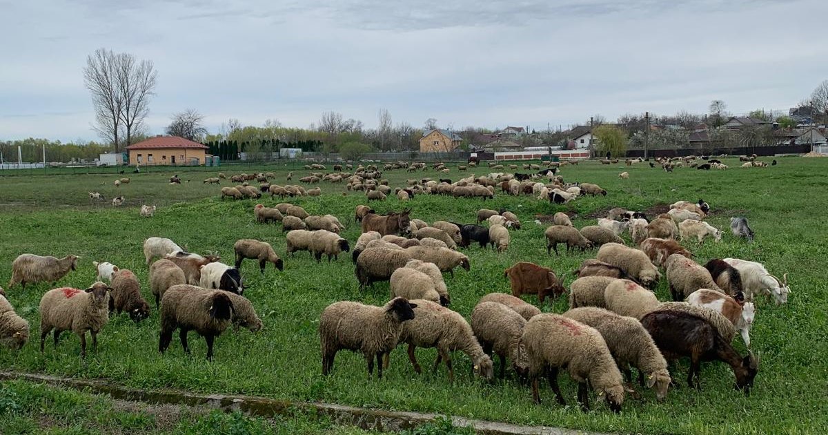 The sheep, desperate after the EU banned Romania's total exports: "100,000 shepherd families live on this"