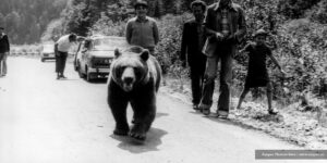 Video Epic photos from Transfăgărășan, taken 50 years ago, before the inauguration: “The bears were getting used to the noise of dynamite back then”