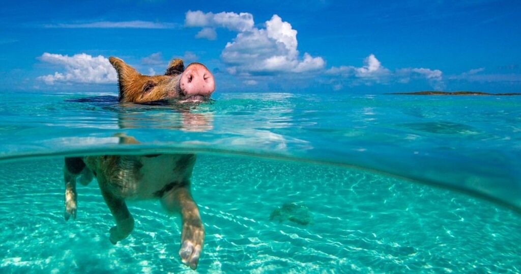 Video The secret island in Greece where pigs swim with tourists. The spectacular destination reminiscent of the Caribbean