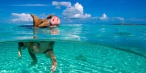 Video The secret island in Greece where pigs swim with tourists. The spectacular destination reminiscent of the Caribbean
