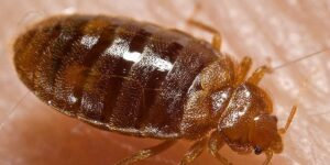 What does a bed bug bite look like and what can you do if you find the bug in the house. Signs that should not be ignored