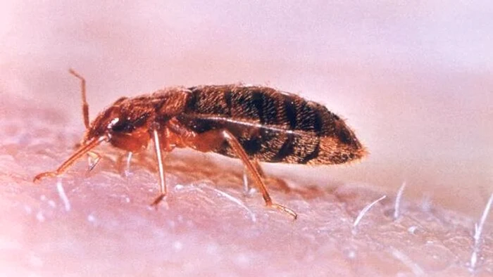 Bed bug.. Photo: CDC.gov