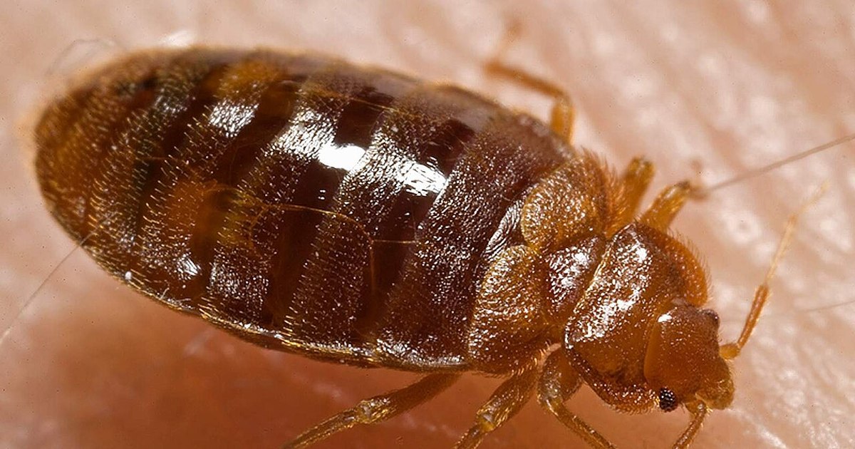 What does a bed bug bite look like and what can you do if you find the bug in the house. Signs that should not be ignored