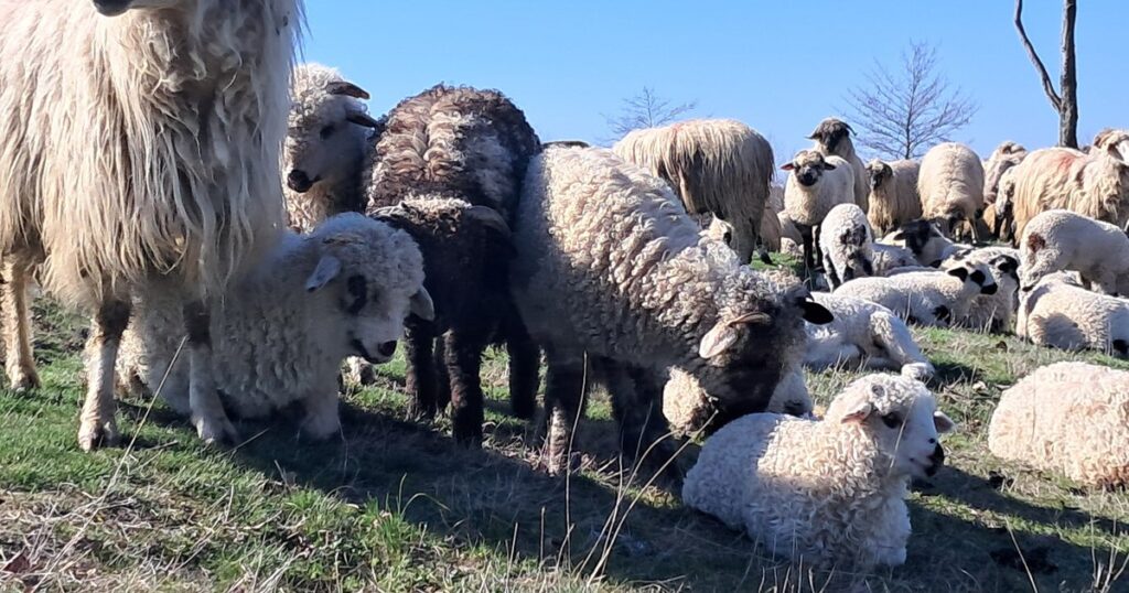 Desperation among sheep farmers: "We will see animals starve to death"