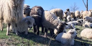 Desperation among sheep farmers: “We will see animals starve to death”