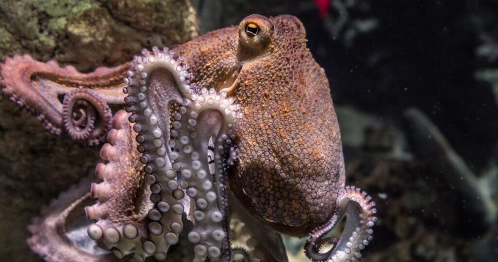How Italy is trying to stop the blue crab invasion with the help of octopuses. Crustaceans cause enormous damage to fishermen