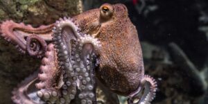 How Italy is trying to stop the blue crab invasion with the help of octopuses. Crustaceans cause enormous damage to fishermen