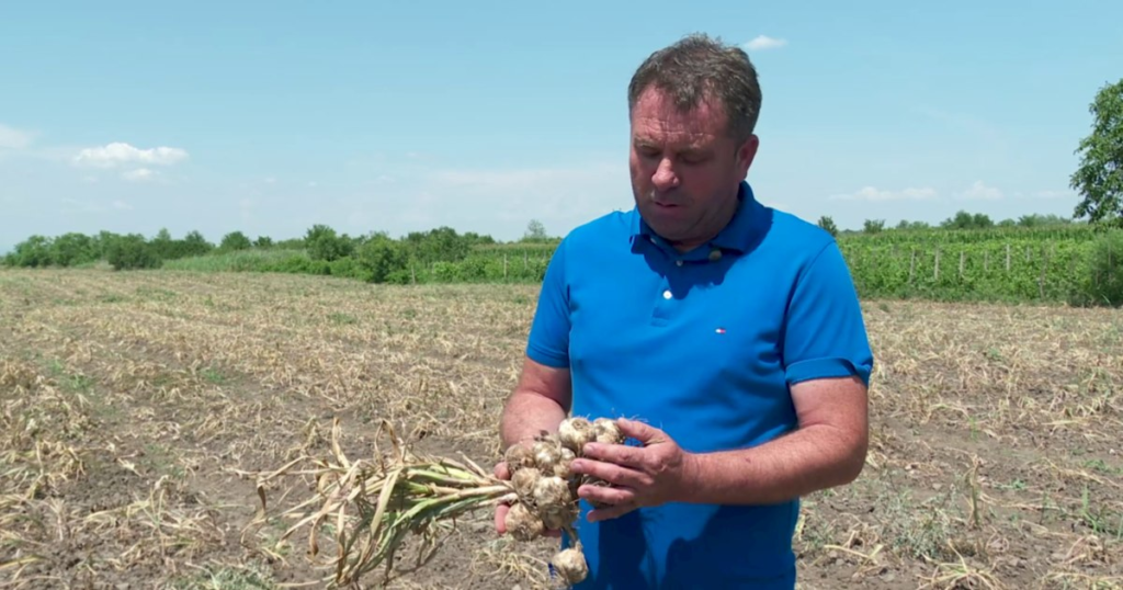 Romanian garlic arrives in Israel. A farmer from Buzău exported 24 tons of the local Benone variety