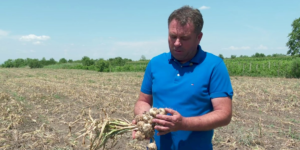 Romanian garlic arrives in Israel. A farmer from Buzău exported 24 tons of the local Benone variety