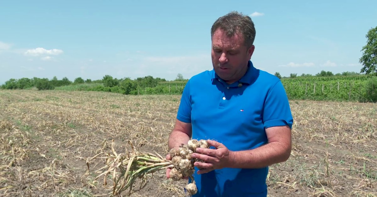Romanian garlic arrives in Israel. A farmer from Buzău exported 24 tons of the local Benone variety