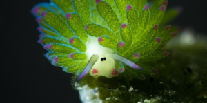 The Light-Eating Animal: The Mystery of the Snail of the Deep
