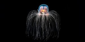 The mystery of the death-defying creature. How a jellyfish just a few millimeters manages to cheat aging and be reborn endlessly
