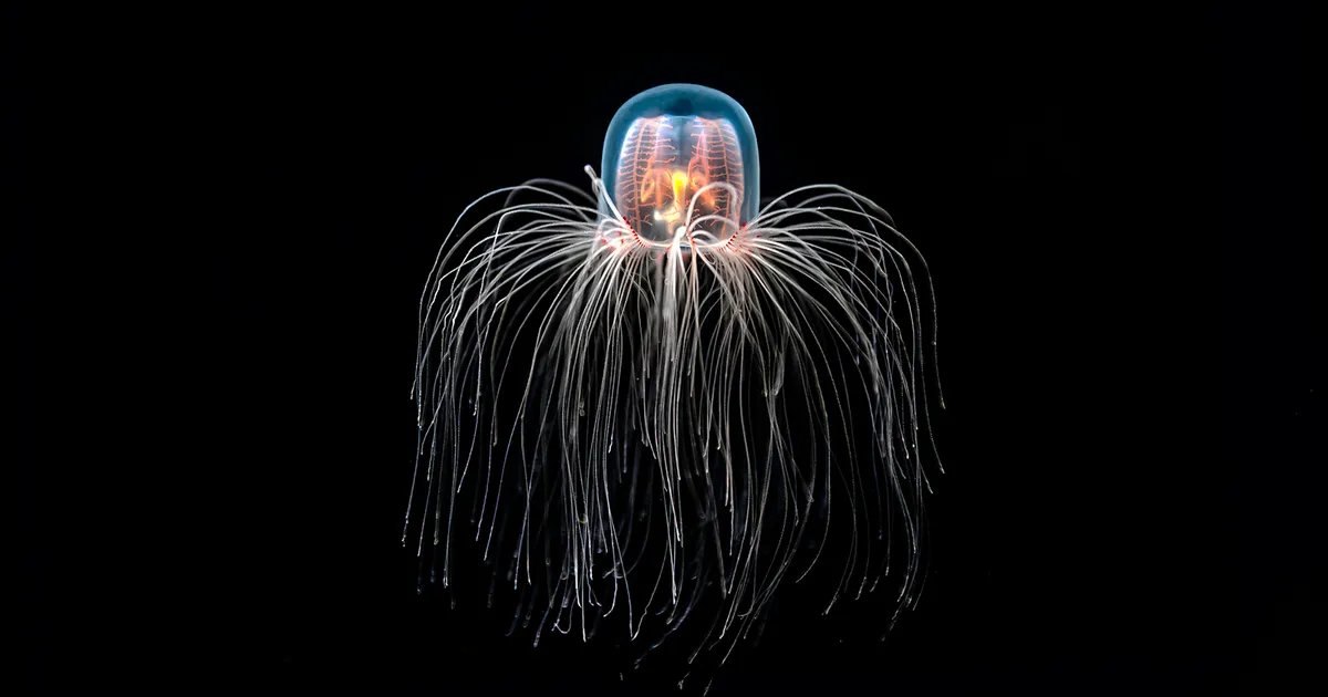 The mystery of the death-defying creature. How a jellyfish just a few millimeters manages to cheat aging and be reborn endlessly